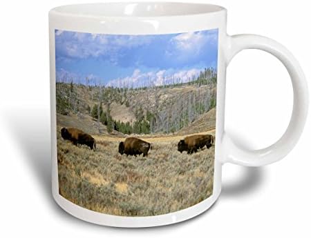 3dRose Usa, Wyoming, Yellowstone Np, Bison-US51 TVE0011-Tom Vezo Kerámia Bögre, 11 oz, Fehér